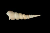 藏品(錐螺)的圖片